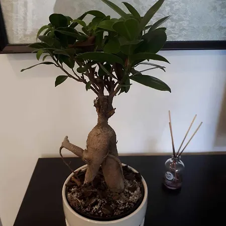 Republica 83 - Campo Pequeno